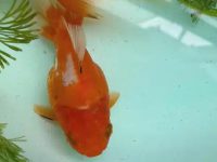 Can goldfish use purified water for water exchange?