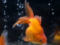 Why do goldfish die in hot weather?