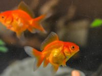 Do I need to change the water when the goldfish dies?