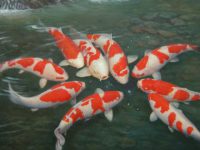 How to solve the turbidity of koi fish water?