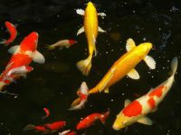 How to treat koi water mold disease?