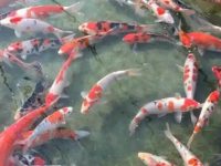 Can koi fish still be fed after changing their teeth?