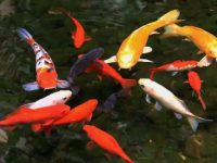 What's going on with koi changing teeth?