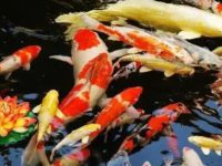 What's the matter with koi fish losing their teeth?