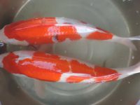 What are the varieties of koi fish?