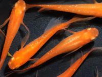 What are the varieties of small koi carp?