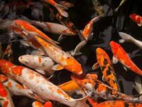How to choose good koi fish?