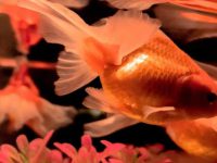 How often do goldfish feed in spring?