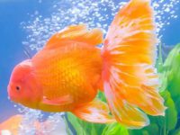Prevention of Spring Diseases in Goldfish