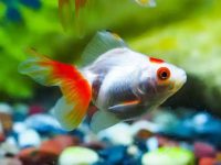 Goldfish prevent white spot disease