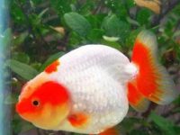 How do goldfish fertilize?
