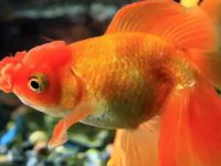 How long does it take for goldfish to lay eggs?