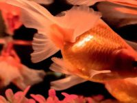 What do goldfish need to prepare for spawning?