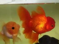 Goldfish give birth to small fish or fish eggs?