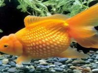 What if the goldfish lays eggs?
