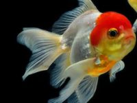 How many days can goldfish eggs hatch into small fish?