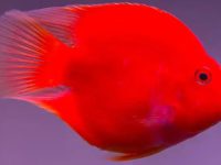 What do parrot fish fry feed?