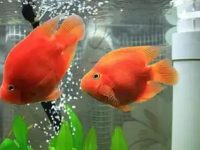 How often should parrot fish be fed?