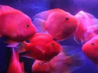 How to raise juvenile parrot fish?