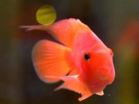 How long does parrot fish sleep?