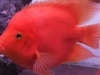 The sleeping appearance of parrot fish