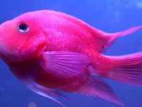 What are the characteristics of parrot fish?