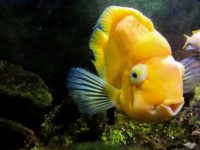 Is parrot fish poisonous?