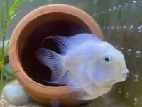 Can parrot fish eat steamed buns?