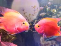 Can parrot fish be mixed?