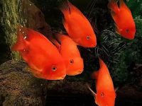 How to deal with dead parrot fish?