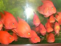 Signs before the death of parrot fish