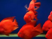 What's going on with the parrot fish floating up?