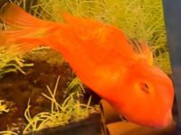 What's wrong with a big belly of a parrot fish?