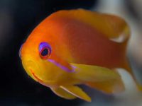 What's wrong with parrot fish's big eyes?
