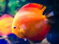 What should I do if the parrot fish's eyes protrude?