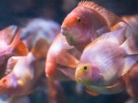 What is the reason why parrot fish do not eat?