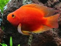 What's wrong with the parrot fish not moving?