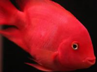 What does parrot fish eat and grow fast?