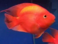 How to treat the blackening of parrot fish?