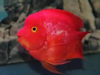 What is the reason for the parrot fish's black tail?