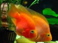 What is the disease of parrot fish's black lips?