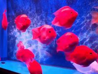 What should parrot fish do if they eat aquatic plants?