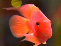 Does parrot fish eat fruits?