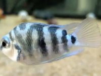 Does parrot fish eat fish meat?