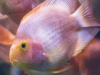 What is the reason why parrot fish do not eat?