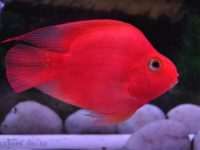 How long can parrot fish survive without oxygen?