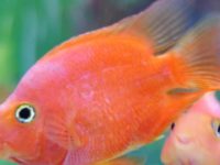 What if parrot fish don't eat?