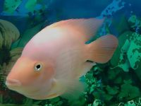 What is the reason why parrot fish are aggressive?