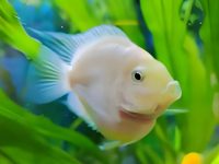 How to solve the parrot fish fight?