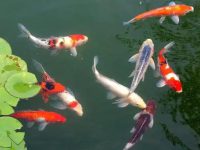What should I do if goldfish fight?